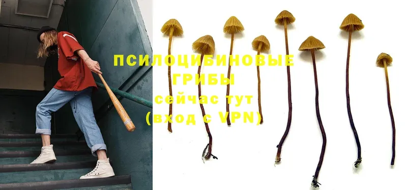 Галлюциногенные грибы Magic Shrooms Невельск